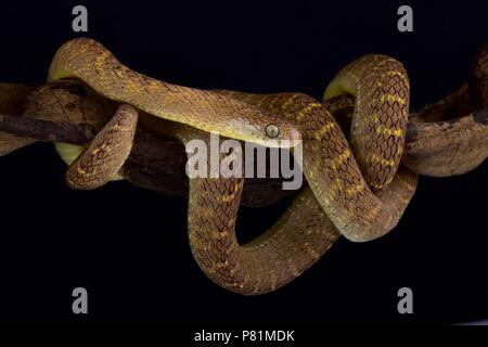 Der Zentralafrikanischen Egg-eating Snake (dasypeltis Fasciata) ist zu imitieren, das Muster und die Farbe der einige giftige vipern wie Causus rhombeat bekannt Stockfoto