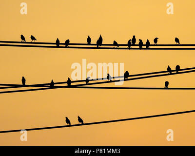 Mynas Vögel sitzen auf elektrische Leitungen und Sonnenuntergang Himmel Stockfoto