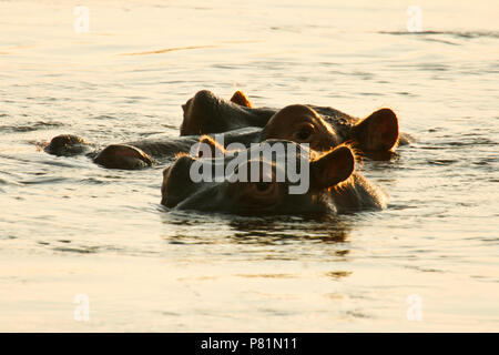 Nilpferd, Nilpferd amphibischen. Sambesi. Mana Pools National Park. Zimbabwe Stockfoto