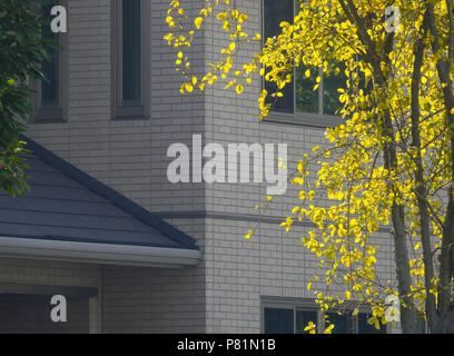 Baum mit gelben Blätter im Herbst gepflanzt in der Nähe des Hauses. Stockfoto