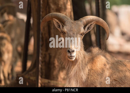 Ein männlicher Mähnenspringer, Ammotragus lervia, einer Art von Ziegenkäse - Antilope native zu Rocky Mountains in Nordafrika Stockfoto