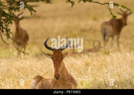 Wilde afrikanische Kuhantilopen in Savanne Kenia Masai Mara Stockfoto