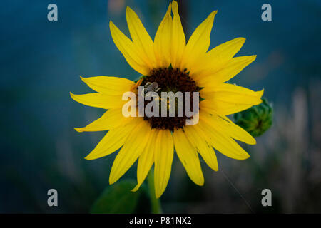 Sonnenblume Biene Stockfoto