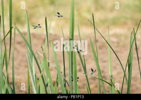 Mehrere gebändert Demoiselle damselflies (Calopteryx splendens) fliegen um Schilf auf dem Fluss Wey in Surrey, Großbritannien Stockfoto