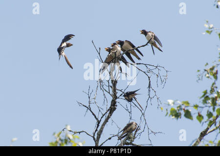 Nach Rauchschwalbe (Hirundo rustica) Ernährung jungen Schwalben an der Spitze eines Baumes in Surrey, Großbritannien Stockfoto