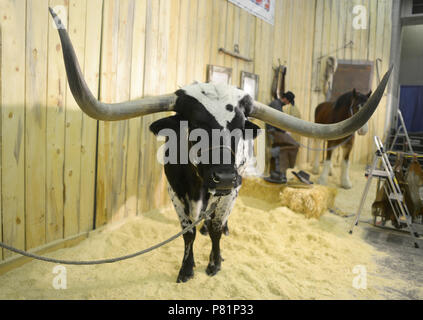 Texas Longhorn Stier Schwarz und Weiß in der Scheune Stockfoto