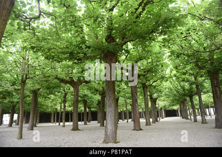 Linden in den Gärten des Schloss in Amorbach In Deutschland Europa Stockfoto