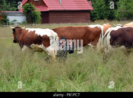 Polnische Milchviehhalter Kühe melken von Hand in der viillage Witow, Tatra County, in der Nähe von Zakopane, Polen. Stockfoto