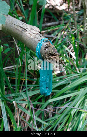 Beutel der Hundehaufen hängen auf Zweig Stockfoto