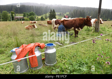 Polnische Milchviehhalter Kühe melken von Hand in der viillage Witow, Tatra County, in der Nähe von Zakopane, Polen. Stockfoto