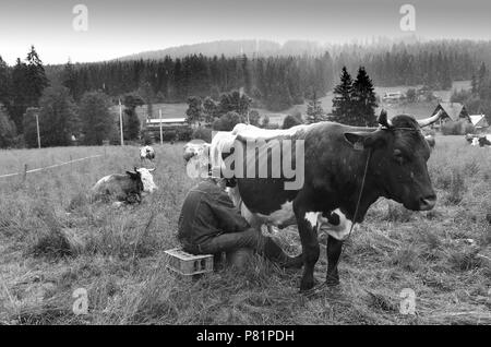 Polnische Milchviehhalter Kühe melken von Hand in der viillage Witow, Tatra County, in der Nähe von Zakopane, Polen. Stockfoto