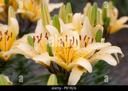 Lilium' Sommersprossige Freude' Blumen. Stockfoto