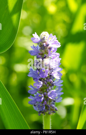 Pontederia cordata Blumen im Sommer. Stockfoto