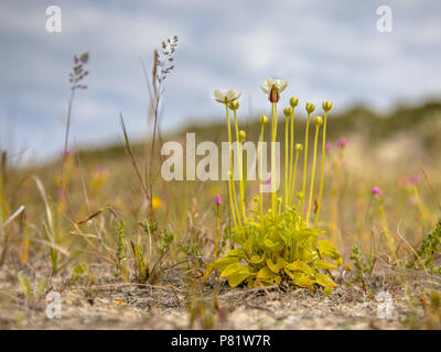 Blumen Marsh Grass der Parnassus (Parnassia palustris) mit Insekt in natürlichen Dune valley Umgebung auf der Insel Schiermonnikoog Stockfoto