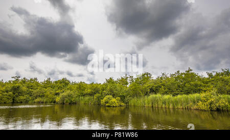 View of Lake shore with reeds and Typha and swamp foret under cloudy summer sky Stockfoto