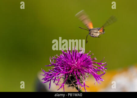 Hummingbird hawk moth Nektar in Flug von Blumen, Pembrokshire, Großbritannien Stockfoto