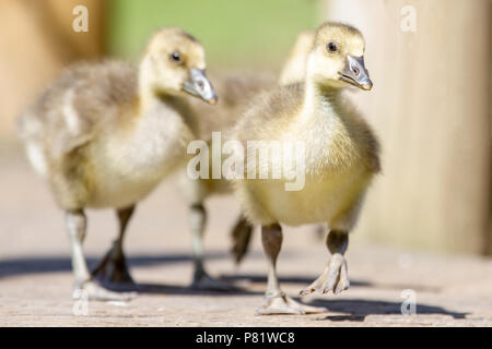 Gänschen Graugänse (Anser anser) im Sommer Sonnenschein, Gloucestershire, VEREINIGTES KÖNIGREICH Stockfoto