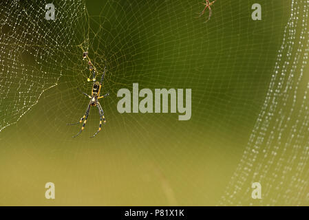 Gebänderte-legged Spider, Golden Orb Web Spider, Stockfoto