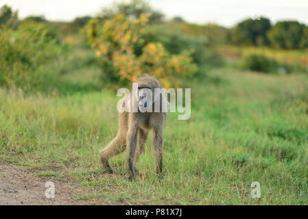 Single Pavian im Busch von Kruger Stockfoto