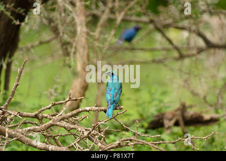 African Starling portrait Stockfoto