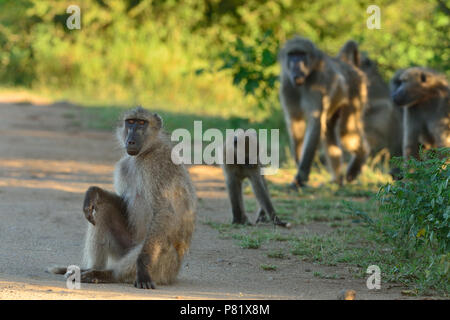 Pavian Familie in der Wüste von Kruger Stockfoto