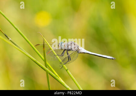 Ein männlicher gekielt Skimmer, Dragonfly, Othetrum coerulescens, rast durch einen Strom in der Neuen Wald während der BRITISCHE Hitzewelle von 2018. Die Gekielt Skimmer favou Stockfoto