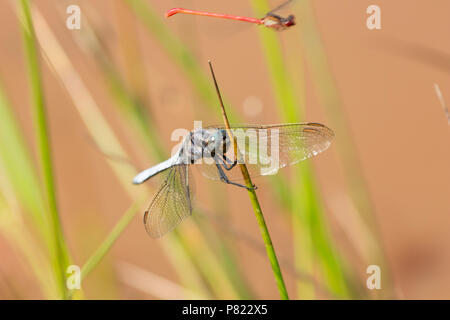 Ein männlicher gekielt Skimmer, Dragonfly, Othetrum coerulescens, finden Ruhe durch einsame stagnierenden Pool in einem Stream, die sonst in den Neuen Für getrocknet war Stockfoto