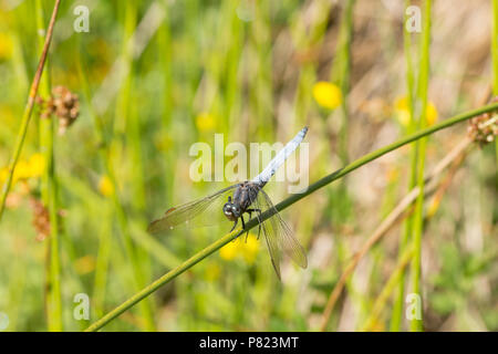 Ein männlicher gekielt Skimmer, Dragonfly, Othetrum coerulescens, rast durch einen Strom in der Neuen Wald während der BRITISCHE Hitzewelle von 2018. Die Gekielt Skimmer favou Stockfoto