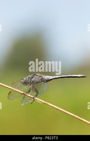 Ein männlicher gekielt Skimmer, Dragonfly, Othetrum coerulescens, finden Ruhe durch einsame stagnierenden Pool in einem Stream, die sonst in den Neuen Für getrocknet war Stockfoto