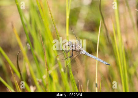 Ein männlicher gekielt Skimmer, Dragonfly, Othetrum coerulescens, finden Ruhe durch einsame stagnierenden Pool in einem Stream, die sonst in den Neuen Für getrocknet war Stockfoto