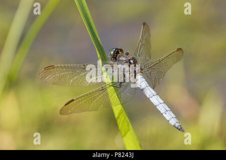 Ein männlicher gekielt Skimmer, Dragonfly, Othetrum coerulescens, rast durch einen Strom in der Neuen Wald während der BRITISCHE Hitzewelle von 2018. Die Gekielt Skimmer favou Stockfoto