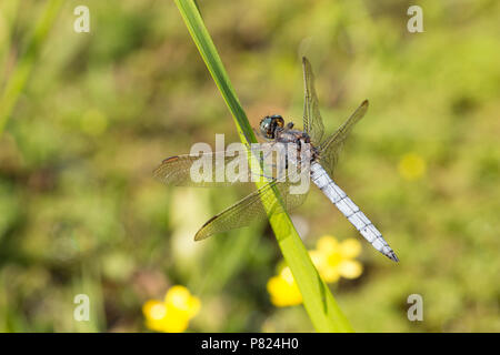 Ein männlicher gekielt Skimmer, Dragonfly, Othetrum coerulescens, rast durch einen Strom in der Neuen Wald während der BRITISCHE Hitzewelle von 2018. Die Gekielt Skimmer favou Stockfoto