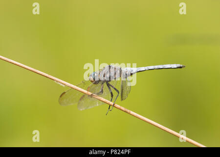 Ein männlicher gekielt Skimmer, Dragonfly, Othetrum coerulescens, finden Ruhe durch einsame stagnierenden Pool in einem Stream, die sonst in den Neuen Für getrocknet war Stockfoto