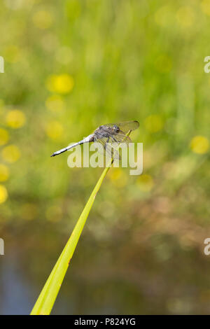 Ein männlicher gekielt Skimmer, Dragonfly, Othetrum coerulescens, rast durch einen Strom in der Neuen Wald während der BRITISCHE Hitzewelle von 2018. Die Gekielt Skimmer favou Stockfoto