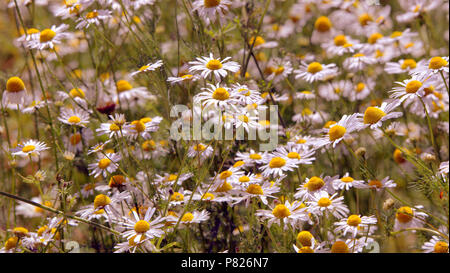 Gemeinsame daisy Oxeye daisy Wilde wiese Gänseblümchen auf der Forth-and-Clyde-Kanal Stockfoto