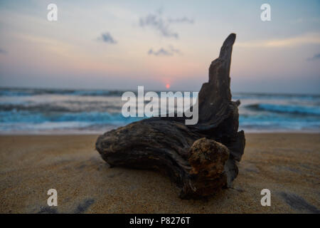 Alte verwitterte Anmelden am Strand des Ozeans Stockfoto