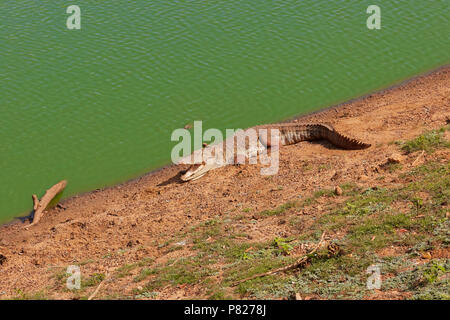 Gefährliche Krokodil auf dem Green river Coast in Safari Yala Park in Sri Lanka Stockfoto