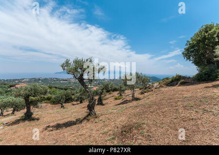 Olive Tree mit Blue Aegean Sky Hintergrund Stockfoto