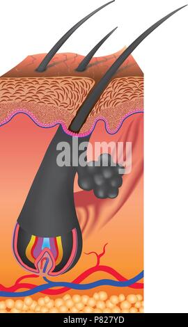 Haar folgt einem bestimmten Zyklus mit drei verschiedenen und gleichzeitigen Phasen anagen, catagen und telogen Phasen Stock Vektor