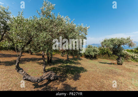 Olive Tree mit Blue Aegean Sky Hintergrund Stockfoto