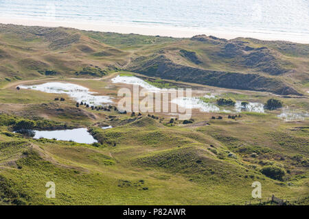 Dünen de Biville, Normandie, Frankreich. Geschlossen an den Strand. Stockfoto