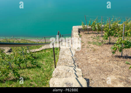 Weinberg terrasses Lavaux, Schweiz Stockfoto