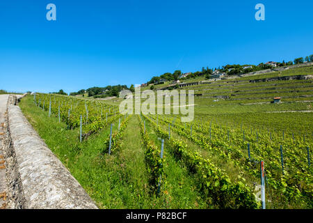 Terrasses de Lavaux, einem UNESCO-Weltkulturerbe. Blick auf den Terrassen von Lavaux, Schweiz Stockfoto