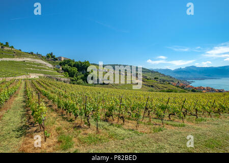 Weinberg terrasses Lavaux, Schweiz Stockfoto