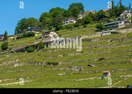 Weinberg terrasses Lavaux, Schweiz Stockfoto