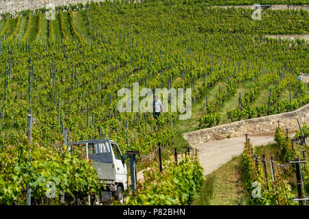 Landwirt in den Weinberg terrasses Lavaux, Schweiz Stockfoto