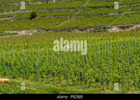 Landwirt in den Weinberg terrasses Lavaux, Schweiz Stockfoto