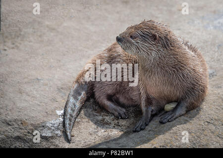 Alert suchen asiatische kurze Krallen Otter starrte auf der linken Seite des Bildes in Text Raum Stockfoto