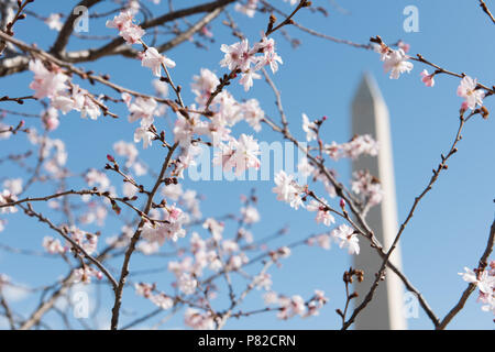 WASHINGTON, DC - Kirschblüten blühen vor dem Washington Monument in Washington DC. Stockfoto