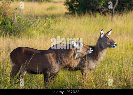 Wasserbock, ugandische Kobus Defassa, Queen Elizabeth National Park, Uganda, Ostafrika Stockfoto